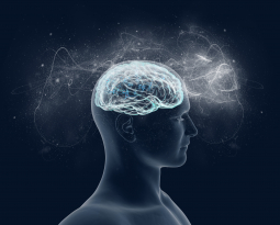 Maximize Your Brain Power With Brain Based Ergonomics